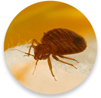 Bed Bug