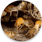 Termite Control