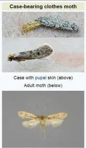 Clothing moth damage on wool sweater