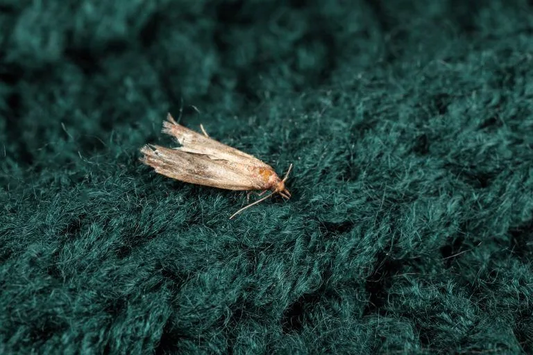 Clothing moth larvae on fabric