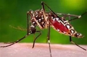 aedes mosquito 300x198.jpg