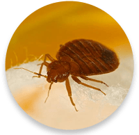 bed bug 150x150 1
