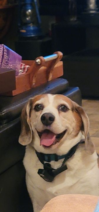 buddy