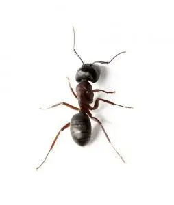 carpenter ant picture 254x300.jpg