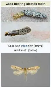 case bearing clothe moths 175x300.jpg 1