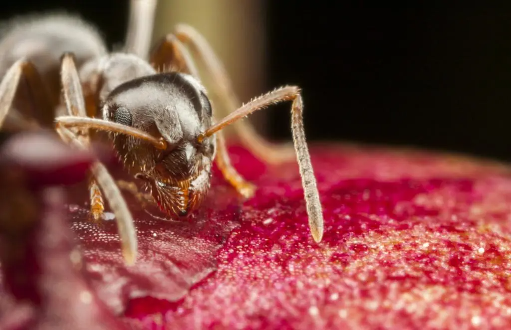 pharoah ant 1024x662.jpg