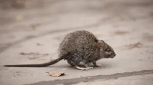 rat 300x166 1