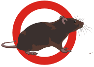 rat
