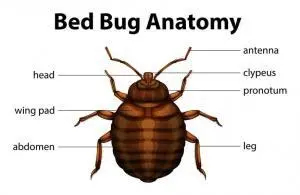 bed bug anatomy 300x195.jpg