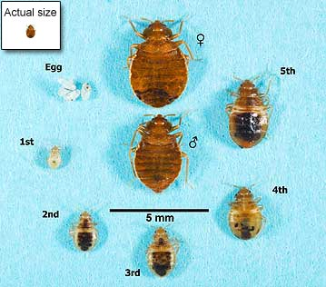 bed bug ctual size