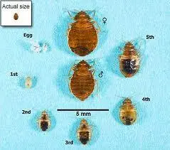 bed bug lifecycle.jpg
