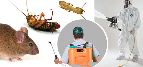 pest control services for cockroaches 972