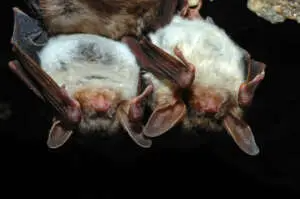bat 300x199.jpg