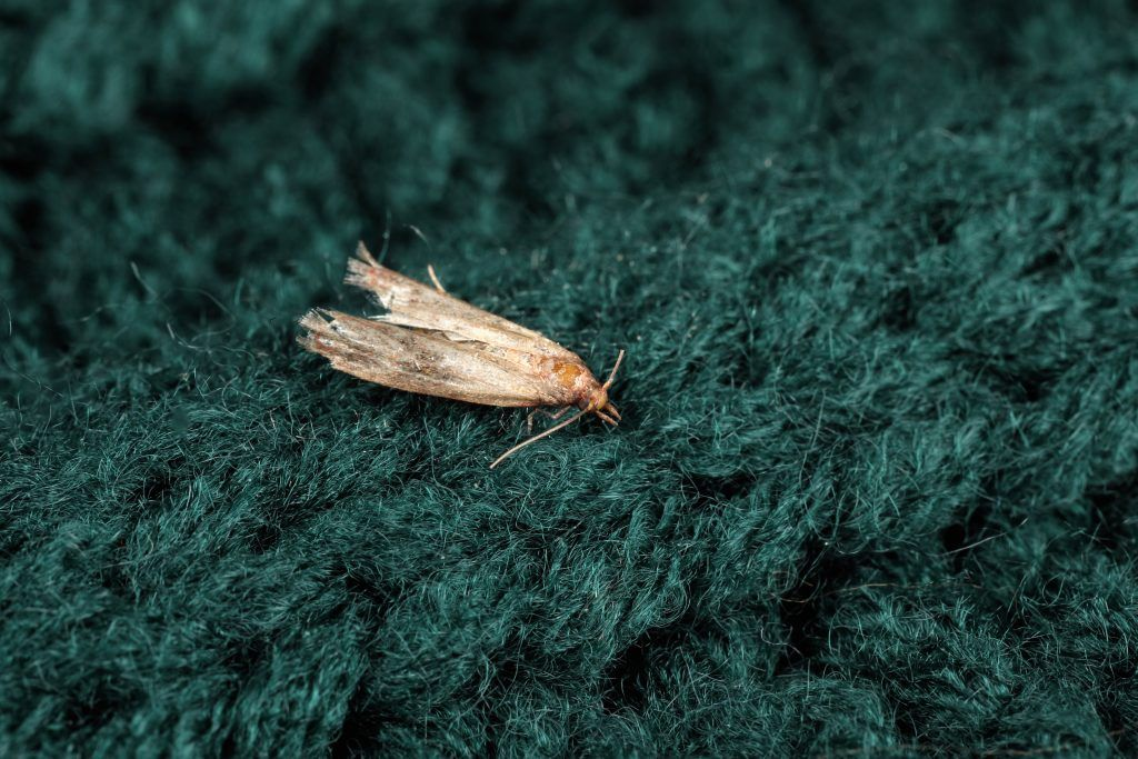 clothing moth tineola bisselliella 1024x683