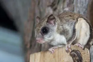 flying squirrel 300x200.jpg 1