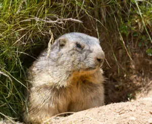 groundhogs 300x246.jpg 1