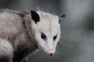 opossum copy 300x200.jpg