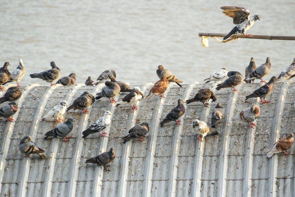 pigeon issues 1024x683