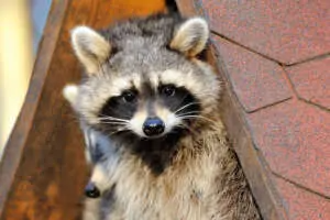 raccoon 300x200.jpg 1