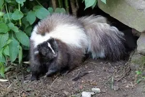 skunk copy 300x200.jpg