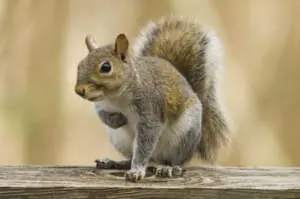 squirrel 300x199.jpg