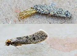 tinea pellionella02