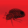 bug