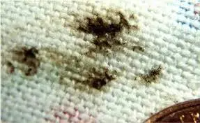 signsofbedbugs.jpg 1